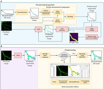 A Deep Learning-Based Workflow for Dendritic Spine Segmentation